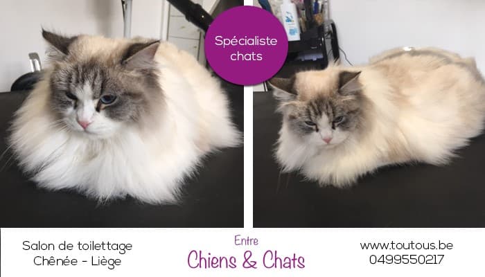 Toilettage - Image 1