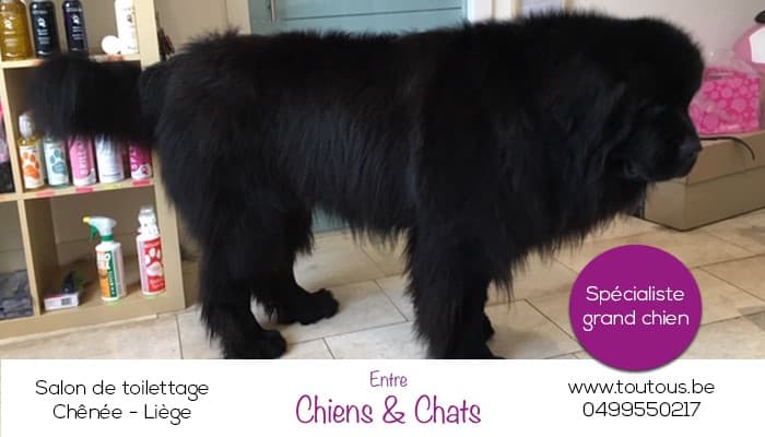 Toilettage - Image 2