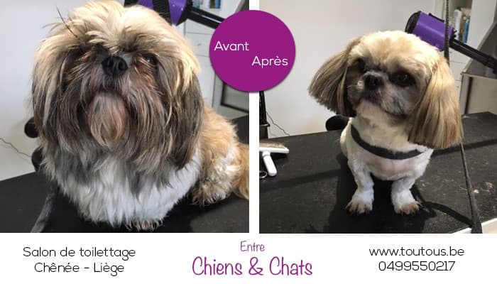 Toilettage - Image 3