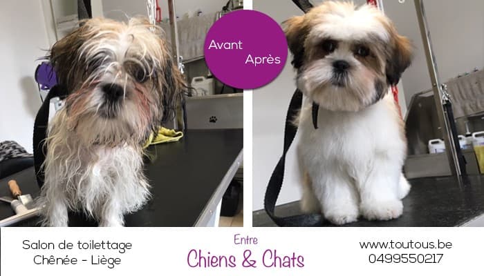 Toilettage - Image 4