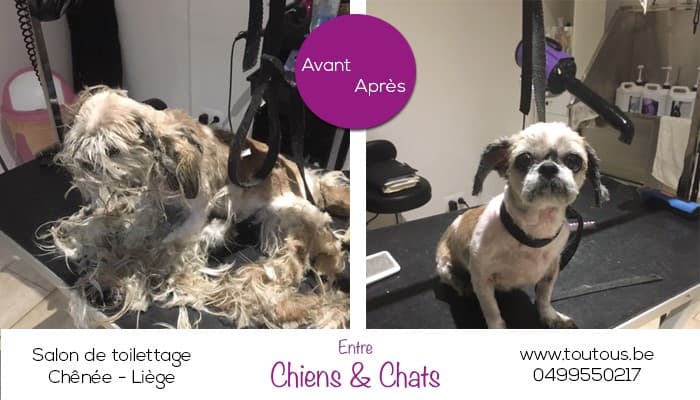 Toilettage - Image 5